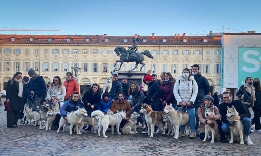 Torino – ‘Invasione’ di Husky per le vie del centro: il particolare incontro con i torinesi FOTO