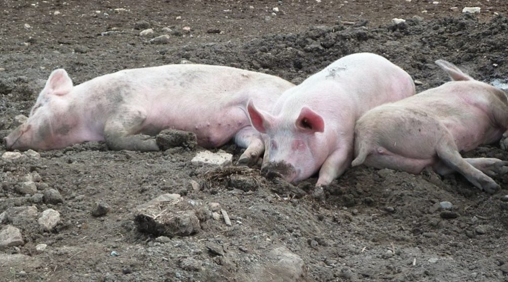 Torino – E’ allarme peste suina, l’ondata epidemica può arrivare dalla Germania