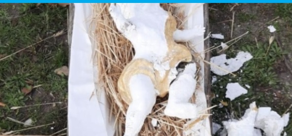 Torino – Gesù Bambino decapitato: i vandali tornano a testa bassa davanti al parroco “Ci pentiamo, avevamo bevuto”