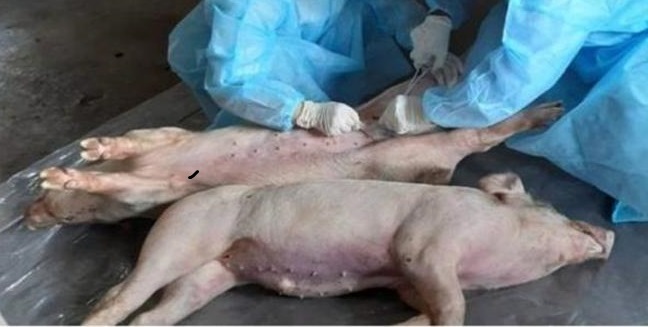 Emergenza in Piemonte, è allarme peste suina africana – “Agire con la massima tempestività”