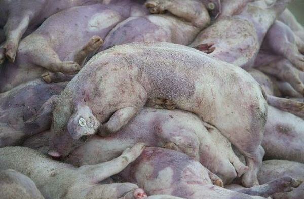 Peste suina in Piemonte – Si allarga la zona infetta: “Oltre 100 comuni coinvolti, è emergenza”