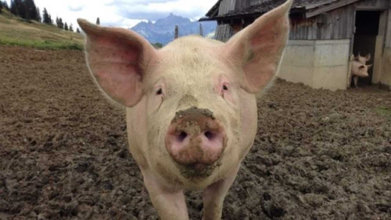 Piemonte, il caso – In tutta Italia non si acquista più carne suina piemontese “Colpa peste suina, ma non ci sono pericoli per l’uomo”