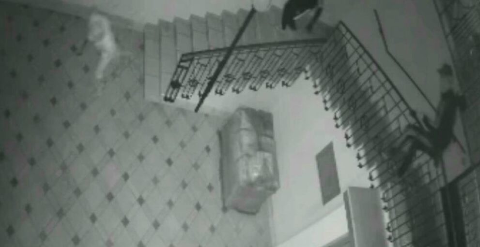 Torino – Coppia torna a casa e trova i ladri che fuggono per le scale. Inseguiti e arrestati