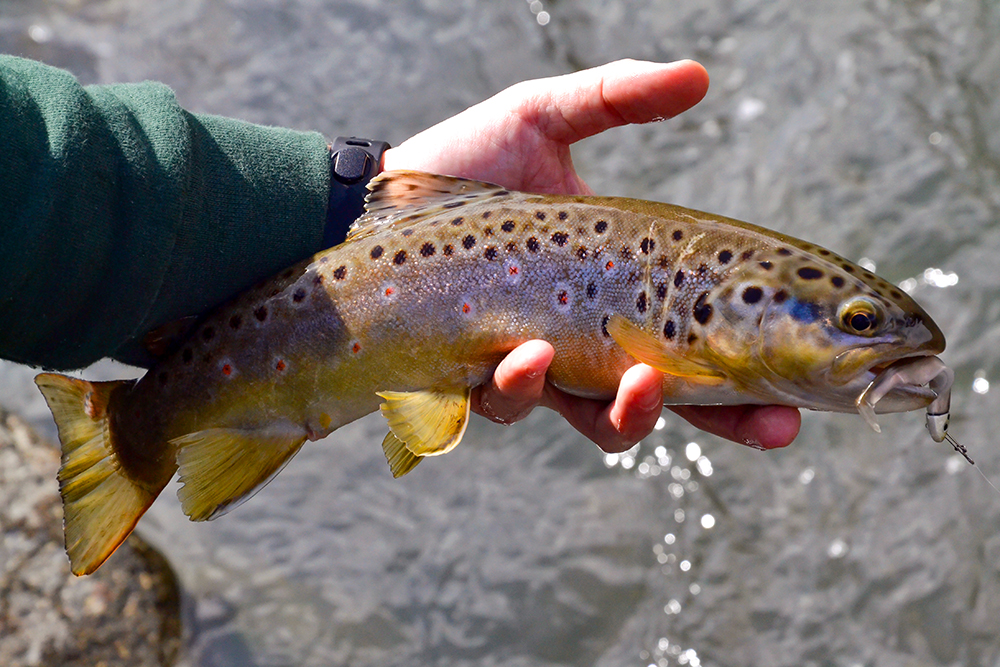 In Piemonte torna la tradizionale pesca della trota mediterranea “Riparte la pesca sportiva”