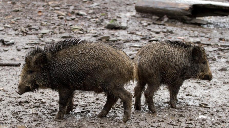 Peste suina nel Torinese e in Piemonte  – Al via il piano di abbattimento dei cinghiali. Gli interventi