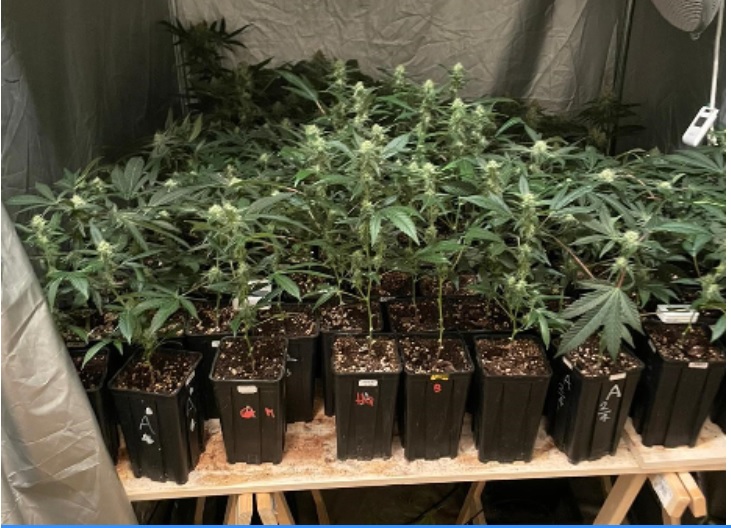 Mirafiori – La Polizia trova una vera e propria serra di marijuana in un appartamento. Un arresto