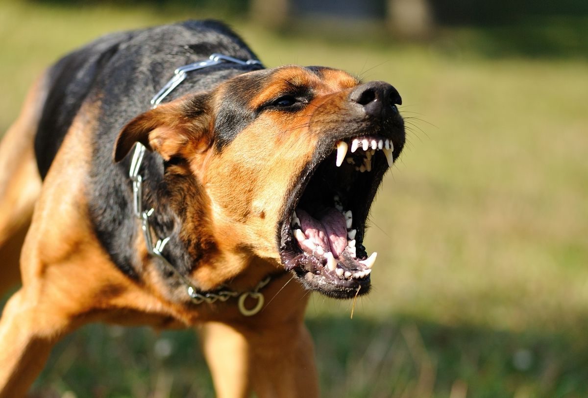 Dramma in Piemonte – Bambino morso alla testa da un cane durante una festa: è gravissimo