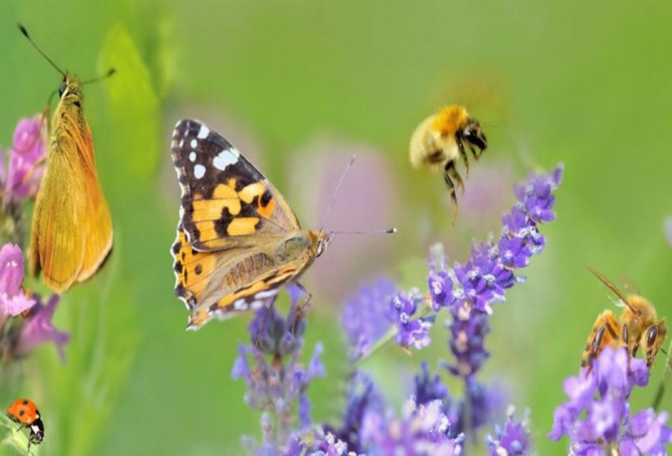 In Piemonte nasce il primo Comitato in Italia per la tutela della Biodiversità e dei Pronubi “Creiamo oasi fiorite nel nostro territorio”
