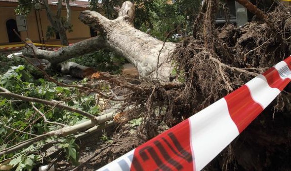Torino – Per il forte vento platano crolla su un’edicola: paura in corso Francia