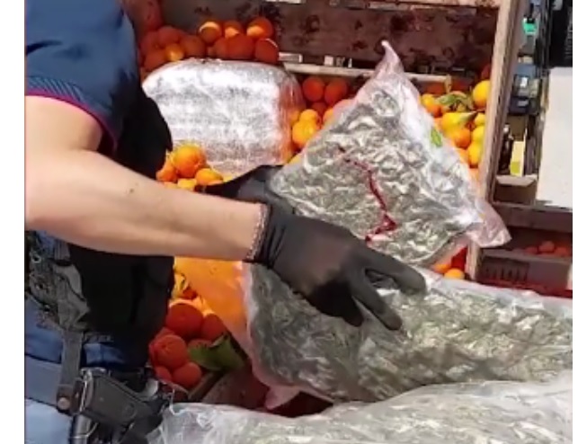 Torino – Trasportavano 70 kg di droga fra le casse di arance. La scoperta della Polizia