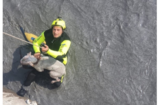Torino – Cane finisce nella Dora sotto gli occhi del padrone: salvato dai Vigili del Fuoco