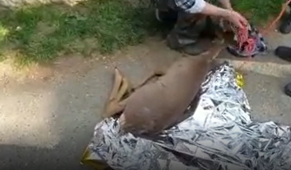 Torino – Terzo capriolo in fuga in città: stava affogando nel Po, salvato dai vigili