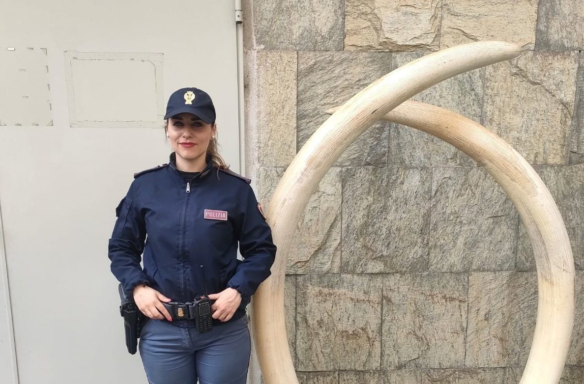 Torino -Nascondeva in casa zanne d’elefante, per un valore di ben 120 mila euro: scoperto e denunciato