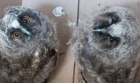 Torino – Trovati due cuccioli di gufo abbandonati: sarebbero morti di fame, salvati dai volontari