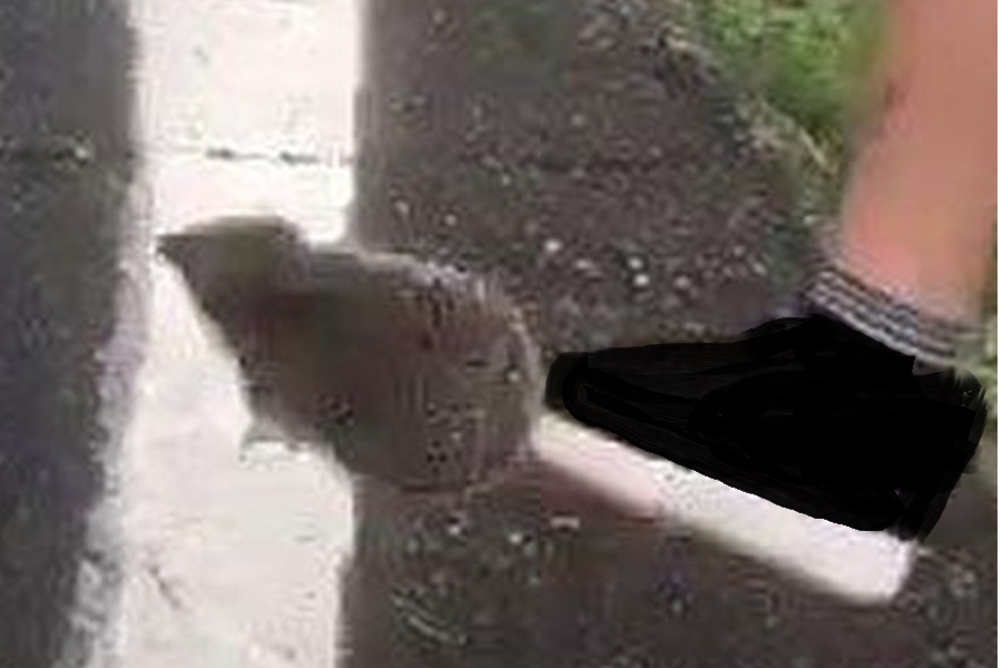 Vergogna nel Torinese – Ragazzi strafatti uccidono ricci per divertimento: è caccia alla baby gang