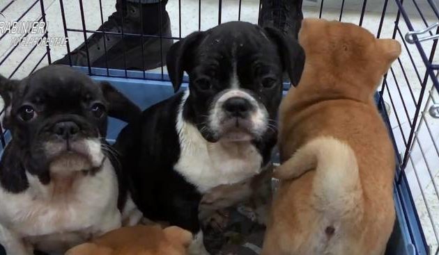 A Torino traffico illegale di cuccioli di cane: “Sotto gli occhi di tutti, in via Roma. Fermate questo scempio”