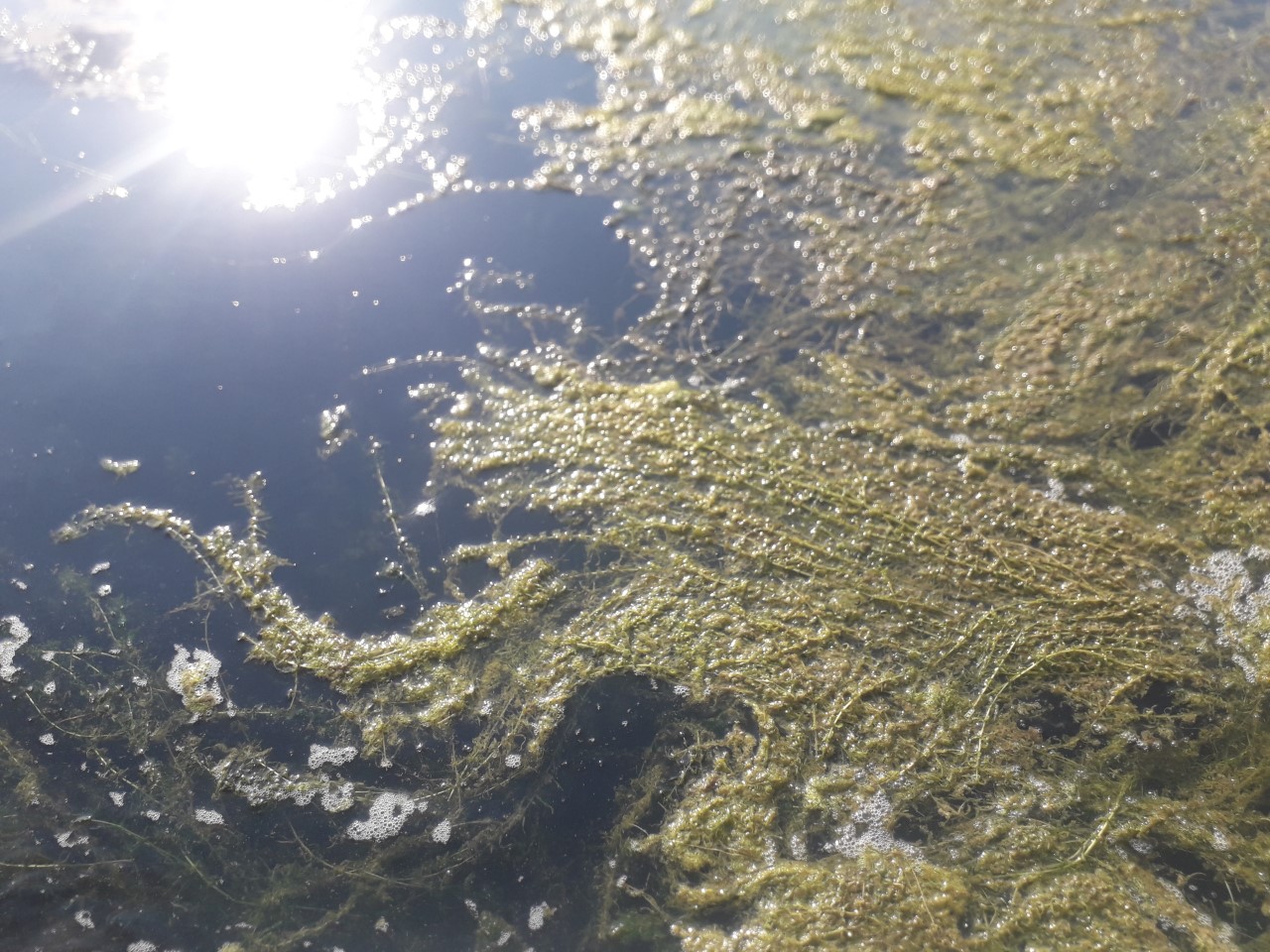 Torino – Effetti grande caldo: il Po è invaso dall’alga “aliena” FOTO