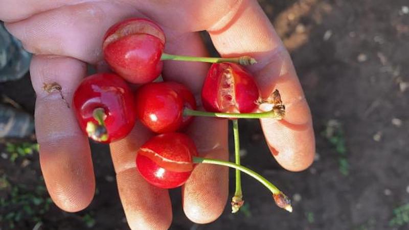 Torino – Il caldo torrido continua, la frutta ‘cuoce’ sugli alberi – E’ emergenza per le alte temperature