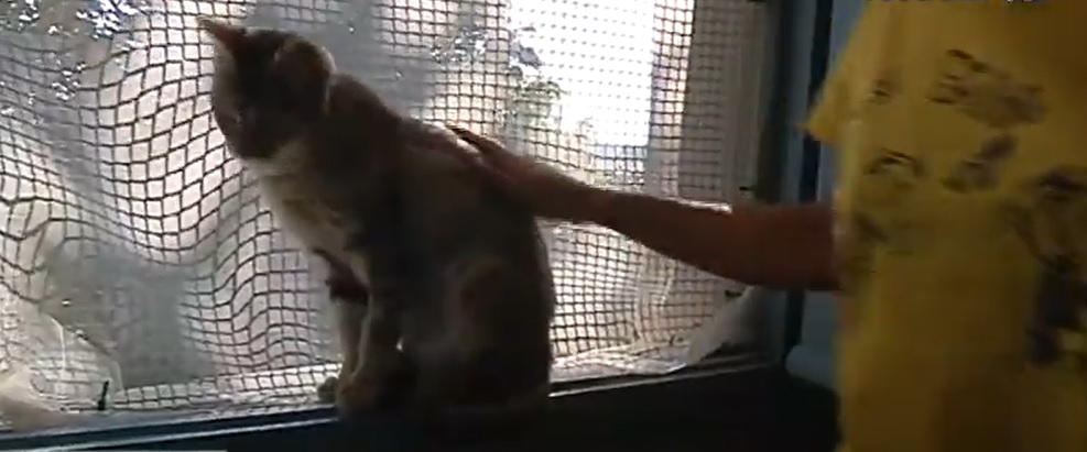 Torino – Aveva protetto il ‘serial killer dei gatti’: condannata una donna di 40 anni