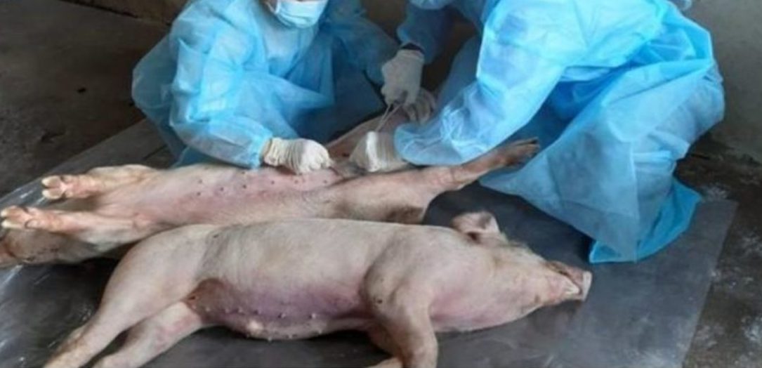 In Piemonte la peste suina africana resta una realtà drammatica: “Ma dalla giunta Cirio sentiamo solo annunci, bisogna intervenire”
