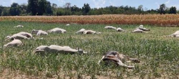 Piemonte – Altre mucche morte sul colpo, dopo aver mangiato il cereale ‘avvelenato’. L’allarme continua