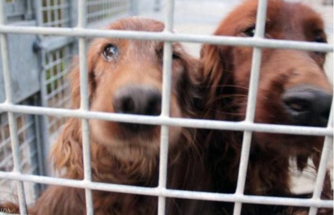 Torino – Tenevano ben 17 cani in appartamento: scoperto canile abusivo dopo proteste dei vicini