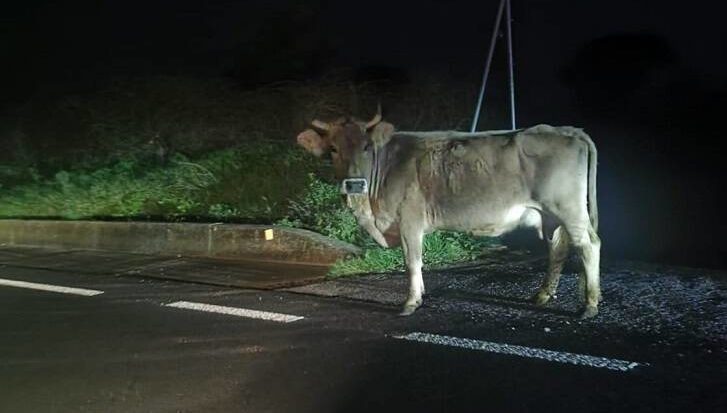 Torino – Mucca attraversa la strada in Tangenziale: 4 poliziotti feriti nello scontro