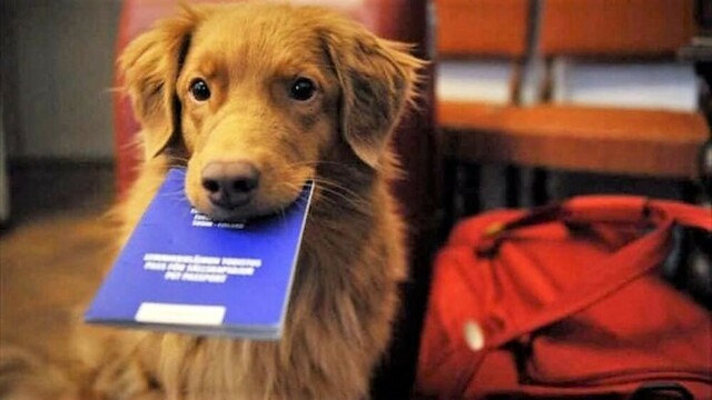 Torino – Passaporti per gli animali: potranno rilasciarli anche i veterinari. “Più facile viaggiare all’estero”