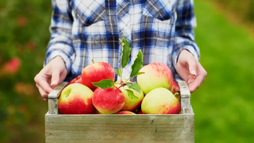 Effetti caldo in Piemonte – La raccolta delle mele è da record: “Frutti più dolci e succosi”. Produzione +20%
