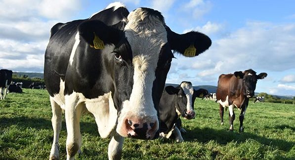 Da Torino Slow Food lancia la sfida: “Salviamo i prati stabili e i pascoli, stanno sparendo”. Ecco perché sono così importanti