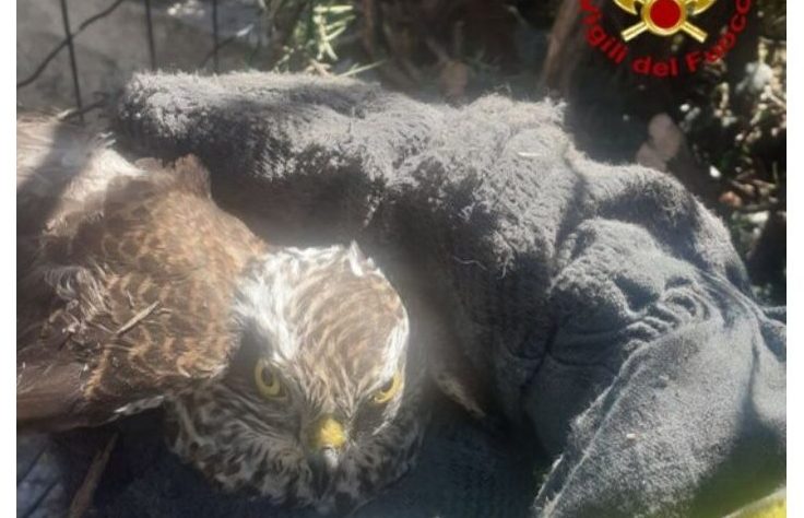 Piemonte – Trova uno sparviero incastrato nel suo giardino: devono intervenire i vigili del fuoco