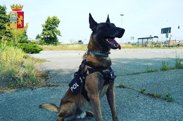 Torino – Il cane Evan in azione: trova 300 grammi di hashish nella giacca di due maghrebini: arrestati