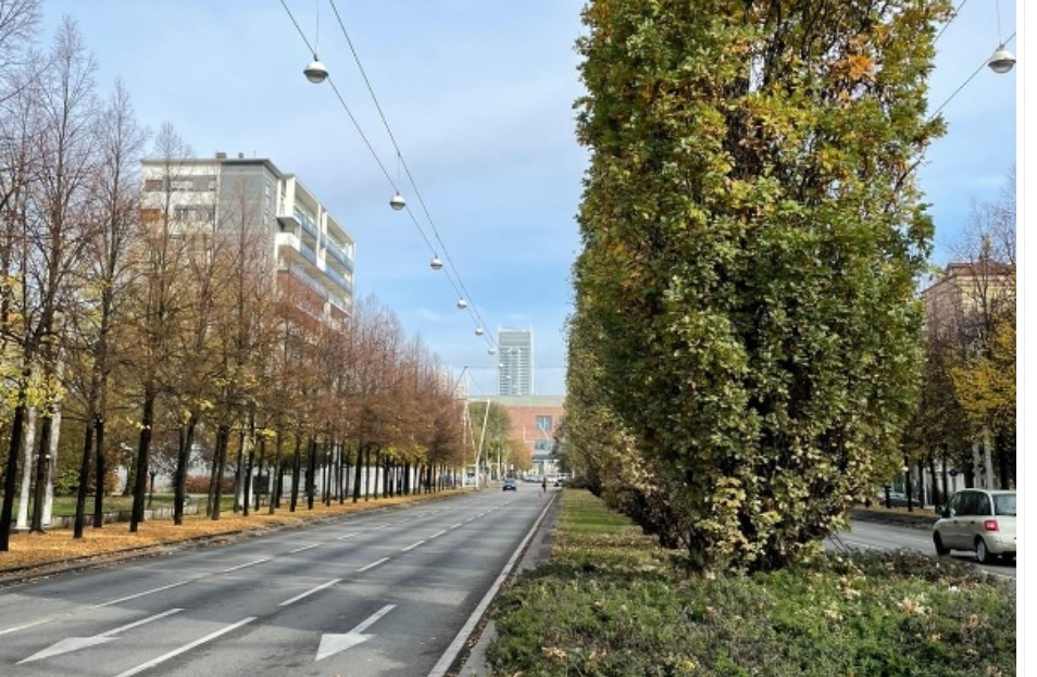 A Torino è tempo di restyling delle alberate – Riqualificazione nei corsi Mediterraneo e Castelfidardo e corso Cosenza. Il piano