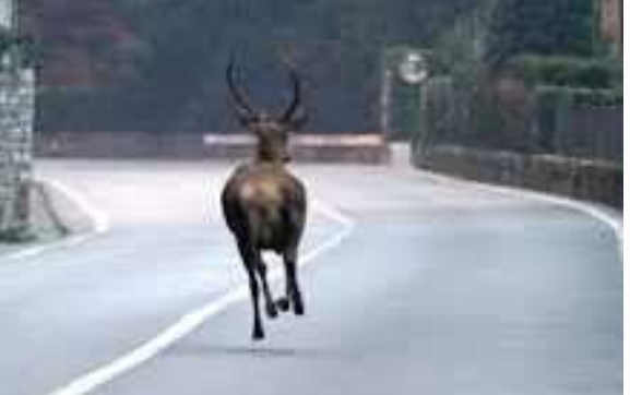 Grave incidente nel Torinese – Capriolo attraversa la strada e causa tamponamento a catena: 4 feriti