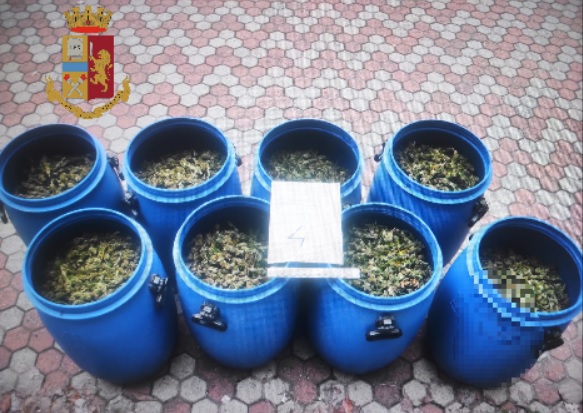 Torino – A 65 anni nasconde 36kg di marijuana in casa. Scoperto e arrestato