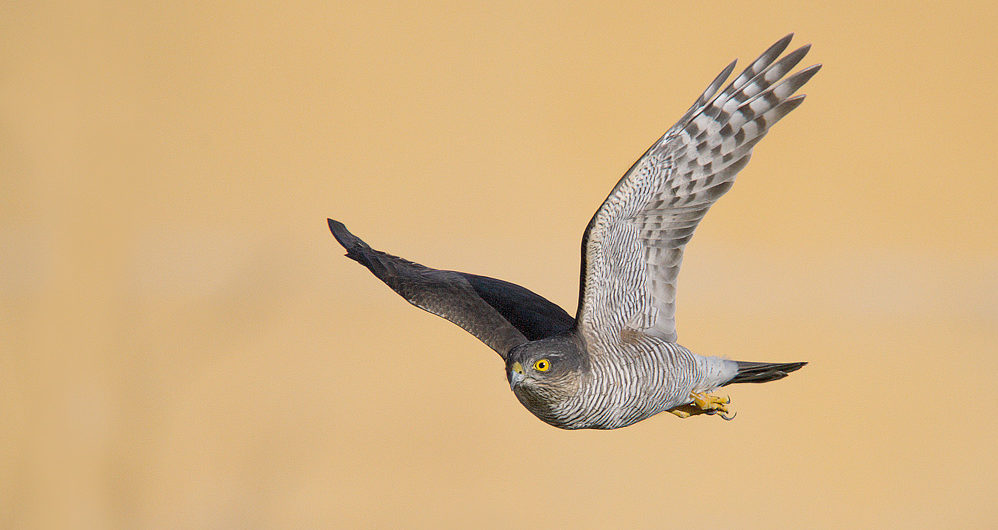 Piemonte – Rapace resta intrappolato in centro commerciale. Salvato dai pompieri, fra l curiosità della folla