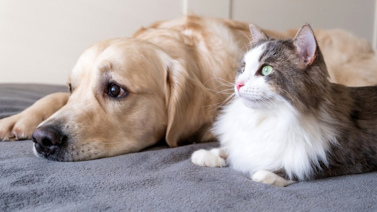 Torino – Nasce il Tavolo regionale per il ‘benessere animale’. Ecco di cosa si tratta