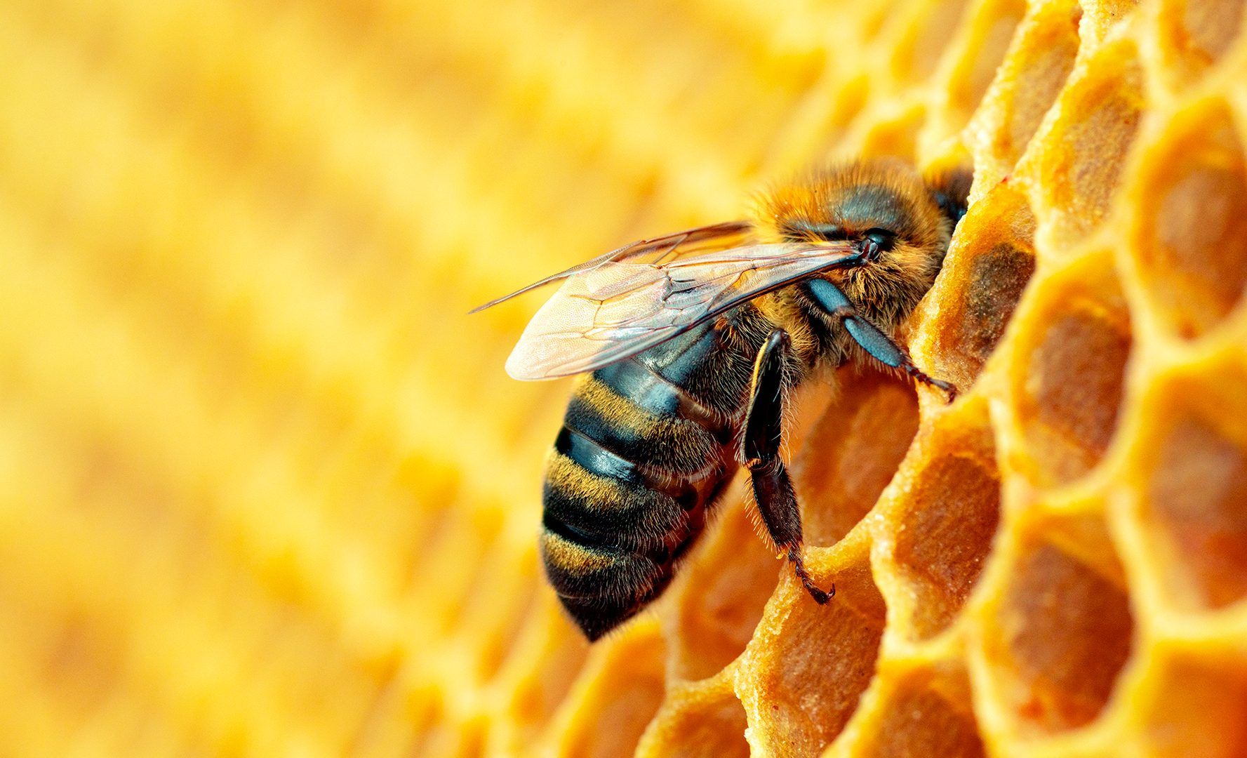 A Torino ondata di caldo anomalo – A rischio frutta e api (che possono morire, ingannate dalla temperatura). Nuova emergenza clima