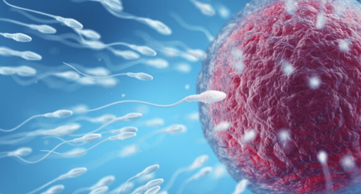 Identificato gene bersaglio per una nuova contraccezione maschile – La scoperta