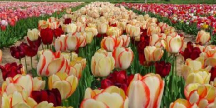 A Torino sbocciano oltre 3mila tulipani in piazza. Uno scenario spettacolare, ecco dove