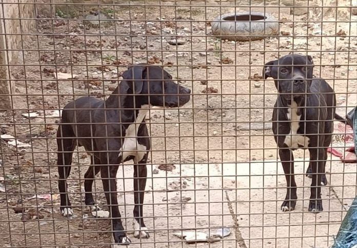 Torino – Scoperta ‘villetta degli orrori’: qui vivevano cani in estrema sofferenza. Due denunce, sei cani salvati