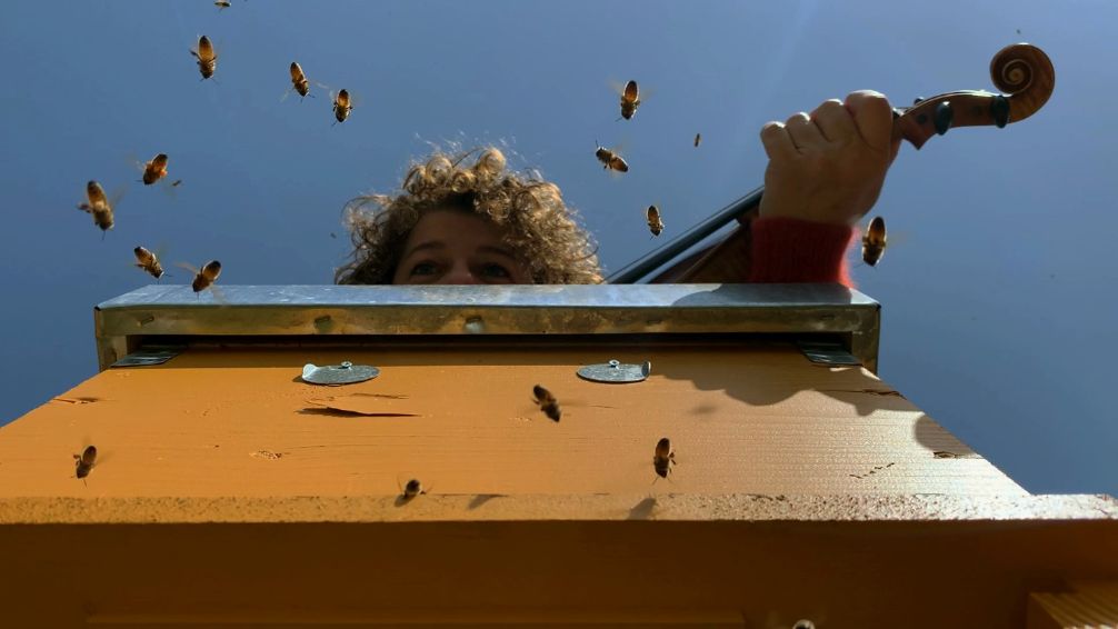 A Torino il ronzio della api si trasforma in musica- Lo speciale concerto di Tobees INFO