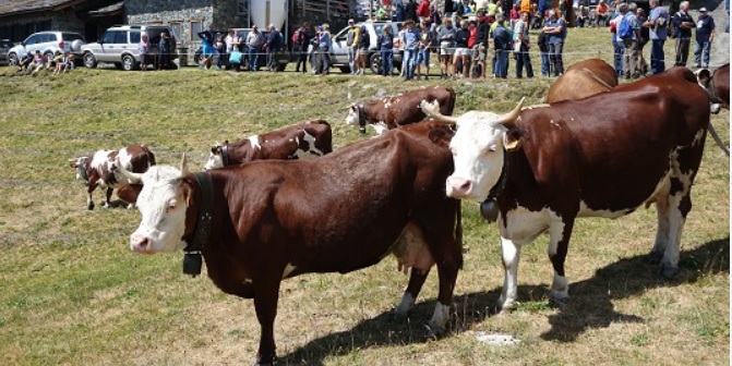 Torino – E’ così da 5mila anni: la “monticazione in alpeggio”, una pratica antica che nelle valli torinesi vale 7 milioni di euro