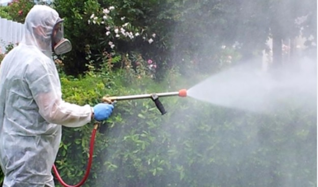 A Torino è guerra aperta alle zanzare “Possono portare anche malattie virali”: un piano da 7 milioni di euro