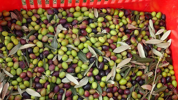 Torino – Come cambia il clima: persino nelle Valli montane cresce la produzione di olive. Una risorsa che non ti aspetti