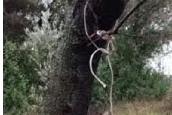 Torino – Dramma della solitudine, a 70 anni si impicca ad un albero. La tremenda scoperta