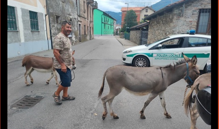 Nel Torinese 3 asinelli si perdono e vanno a spasso per le vie del centro, fra lo stupore dei residenti: salvati dai Vigili