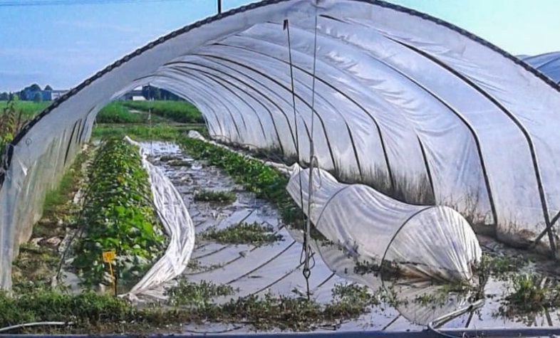 Grandinate in Piemonte – Danni enormi, perso oltre il 70% del raccolto: disastro per l’agricoltura