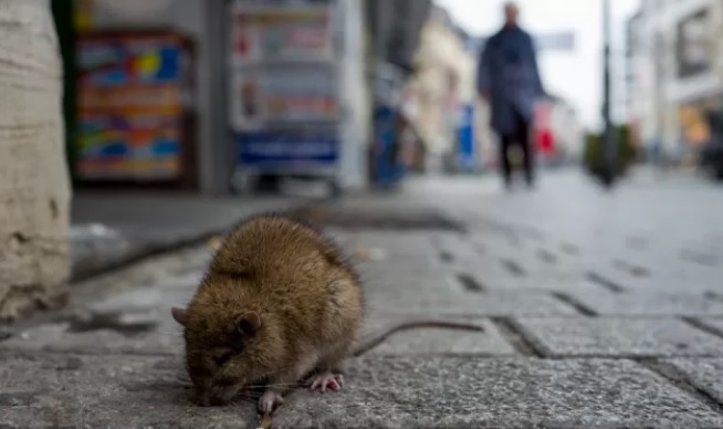 “Torino è una topaia”: topi ovunque: da Porta Nuova a Porta Susa, fino a piazza Statuto. E’ emergenza