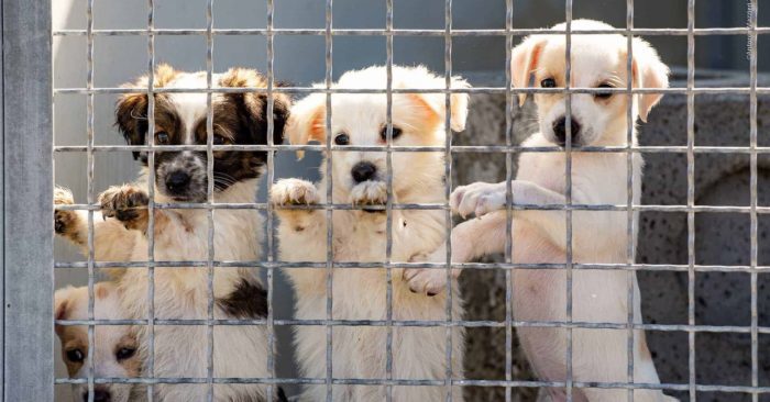 Torino – Un aiuto agli amici a 4 zampe: 200mila euro dalla Regione per ammodernare i canili. Il progetto